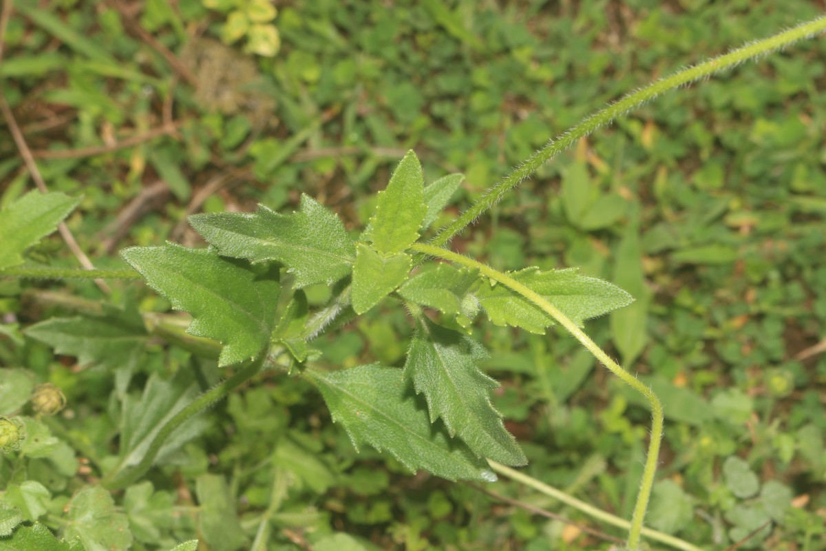 Tridax procumbens L.